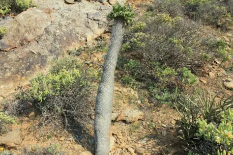 Pachypodium namaquanum (Wyley ex Harv.) Welw Pachypodium namaquanum (Wyley ex Harv.) Welw