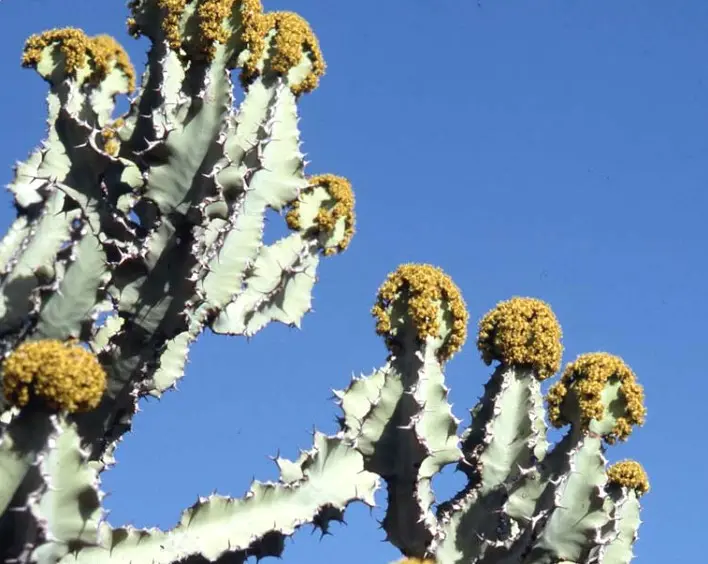 Euphorbia bussei Pax