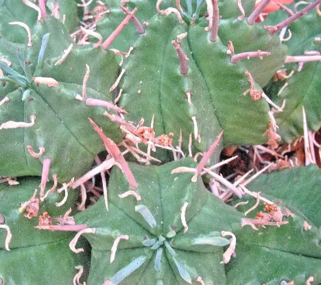 Euphorbia meloformis Aiton