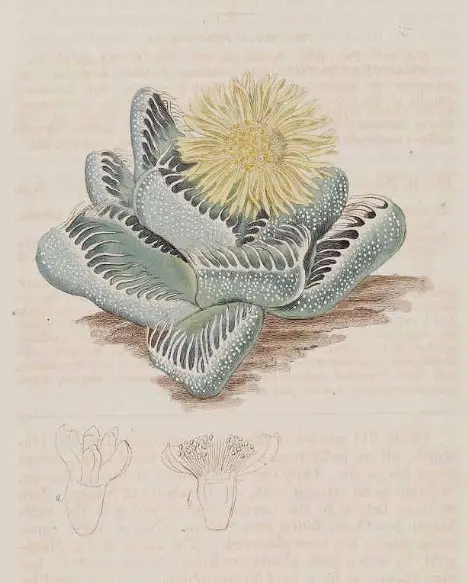 Faucaria tigrina (Haw.) Schwantes Faucaria tigrina (Haw.) Schwantes