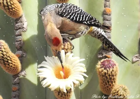 Pachycereus pringlei (S.Watson) Britton & Rose