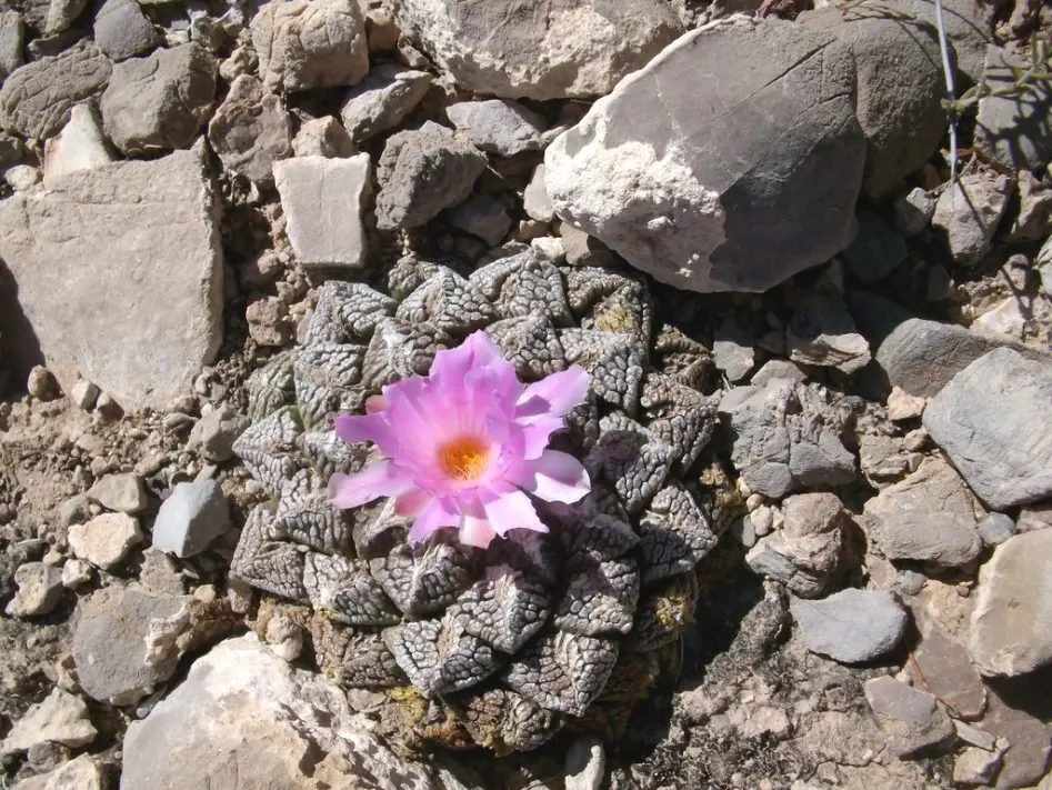 Ariocarpus fissuratus (Engelm.) K. Schum.