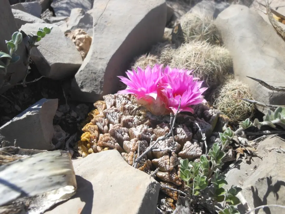 Ariocarpus fissuratus (Engelm.) K. Schum.