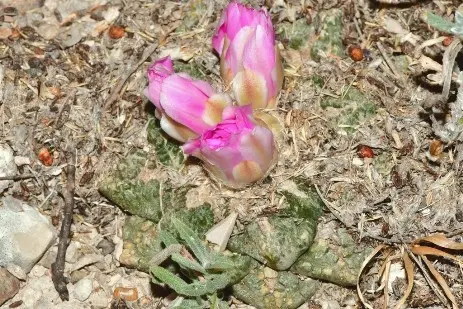 Ariocarpus fissuratus (Engelm.) K. Schum.