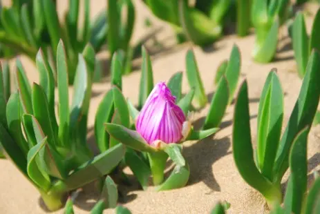 Carpobrotus sp.