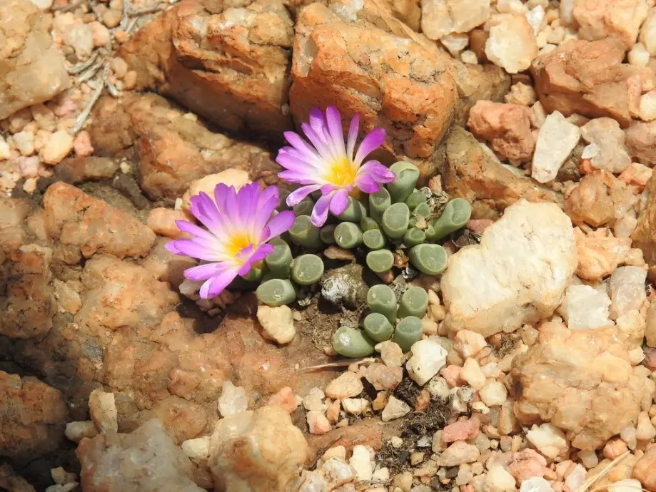 Frithia pulchra N.E.Br.