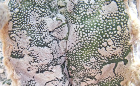 Astrophytum myriostigma cv. Fukuryu - particolare