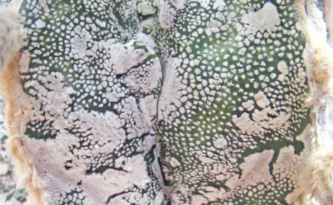 Astrophytum myriostigma cv. Fukuryu - particolare Astrophytum myriostigma cv. Fukuryu - particolare