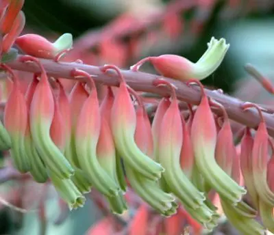 Gasteria acinacifolia (J.Jacq.) Haw.