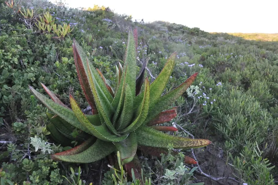 Gasteria acinacifolia (J.Jacq.) Haw.