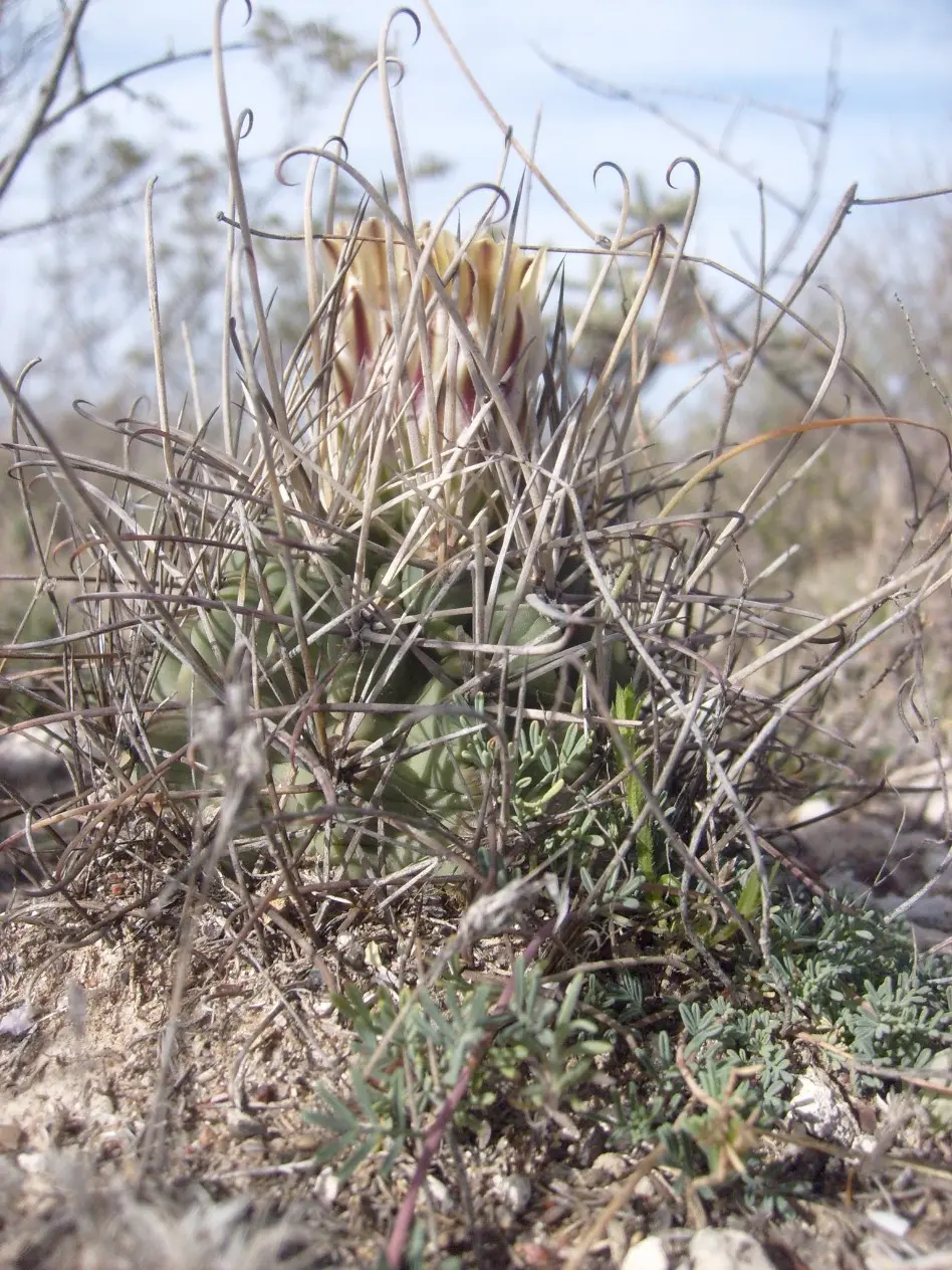 Glandulicactus uncinatus