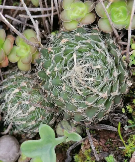 Haworthia arachnoidea (L.) Duval