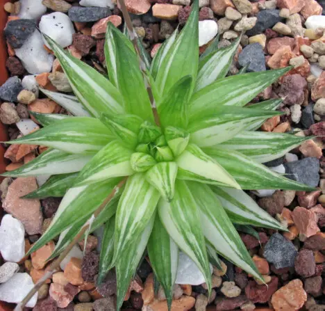 Haworthia reticulata (Haw.) Haw. fa variegata