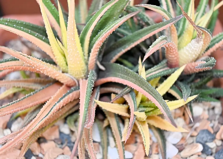 Haworthiopsis attenuata (Haw.) G.D.Rowley var. radula (Jacq.) G.D.Rowley