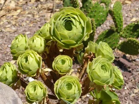 Aeonium sp. Aeonium sp.