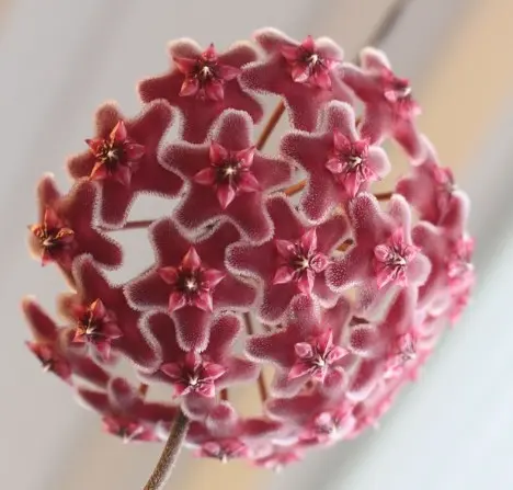 Hoya Hoya