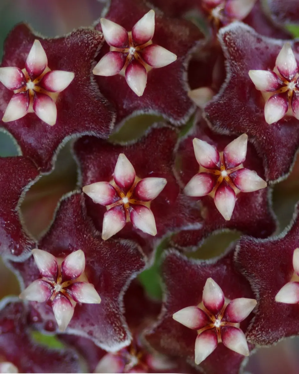 Hoya sp. Hoya sp.