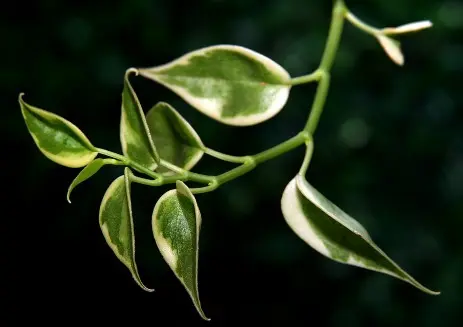 Hoya fa. variegata Hoya fa. variegata