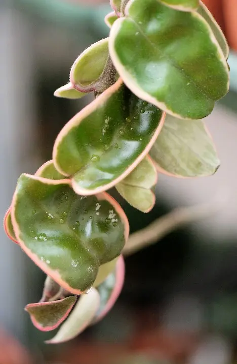 Hoya fa. mostruosa Hoya fa. mostruosa