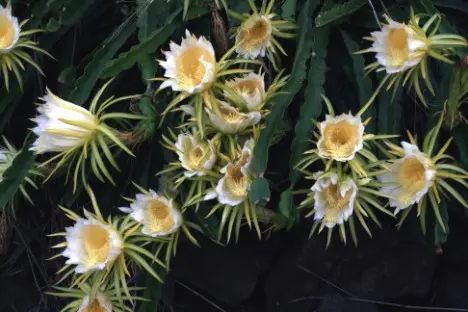 Hylocereus undatus in bloom in Kona