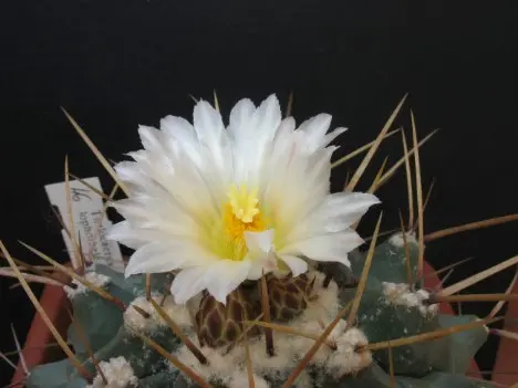 Thelocactus lophothele (Salm-Dyck) Britton & Rose sin. di Echinocactus lophothele Salm-Dyck