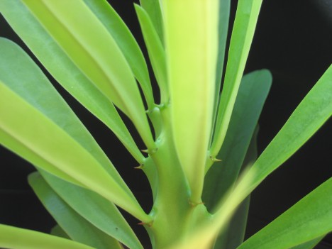 Euphorbia neriifolia L.