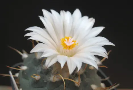 Turbinicarpus rioverdensis ssp. paoli J. J. Halda and P. Kupcák Turbinicarpus rioverdensis ssp. paoli J. J. Halda and P. Kupcák