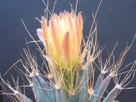 Leuchtenbergia principis Hook. Leuchtenbergia principis Hook.