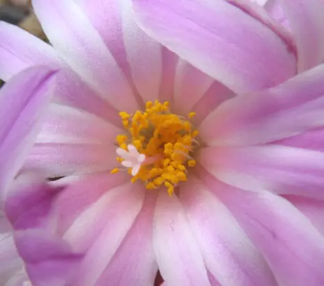 Turbinicarpus sp. Turbinicarpus sp.