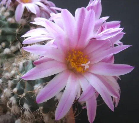 Turbinicarpus sp. Turbinicarpus sp.