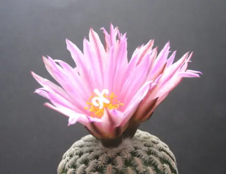 Turbinicarpus pseudopectinatus (Backemberg) C. Glass & R. Foster Turbinicarpus pseudopectinatus (Backemberg) C. Glass & R. Foster