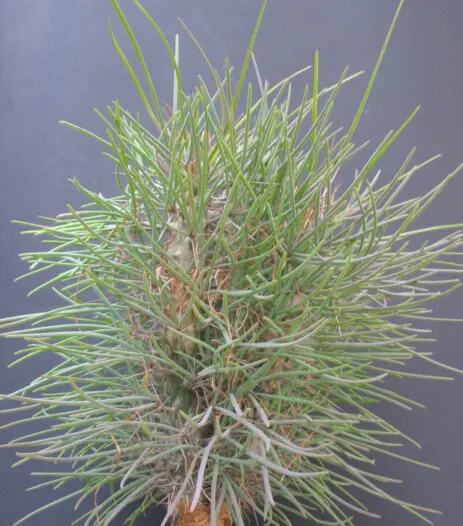 Didierea madagascariensis Baill Didierea madagascariensis Baill