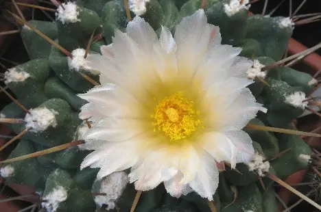 Thelocactus sp. Thelocactus sp.