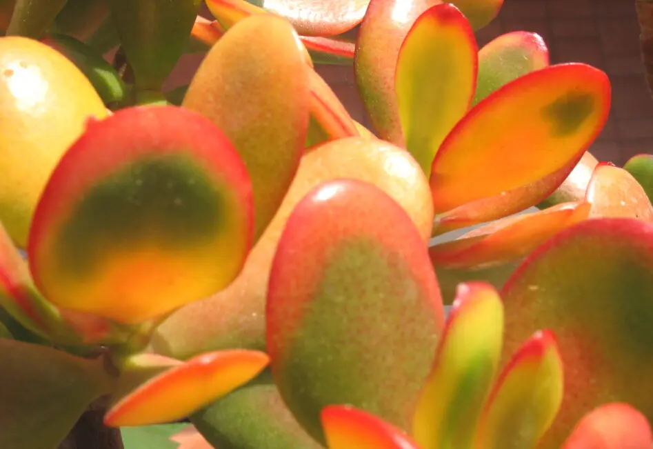 Crassula ovata 'Hummel’s sunset' Crassula ovata 'Hummel’s sunset'