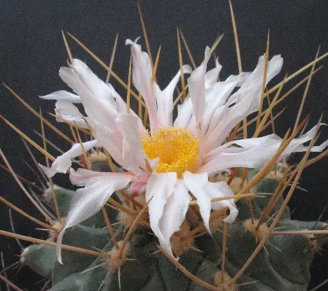 Thelocactus rinconensis subsp. phymatothele (Poselger ex Rumpler) Glass Thelocactus rinconensis subsp. phymatothele (Poselger ex Rumpler) Glass
