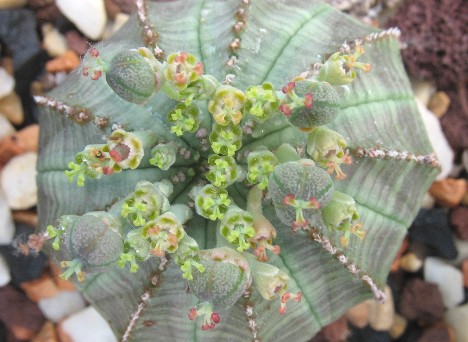 Euphorbia obesa Hook. f. - fiori femminili e frutti non maturi