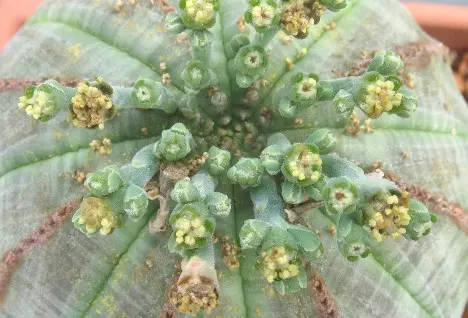 Euphorbia obesa Hook. f. - fiori maschili