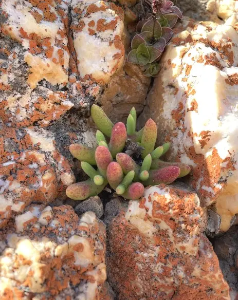 Jacobsenia kolbei (L.Bolus) L.Bolus & Schwantes