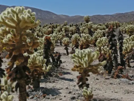 Cholla