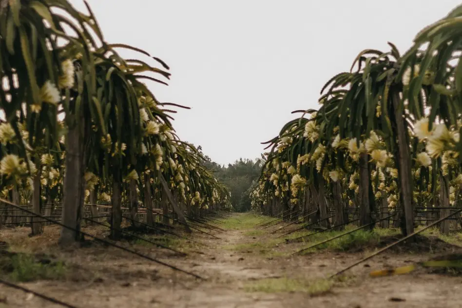 Una piantagione di Pitaya