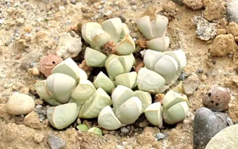 Lapidaria margaretae (Schwantes) Dinter & Schwantes Lapidaria margaretae (Schwantes) Dinter & Schwantes