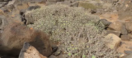 Piante succulente in Medio Oriente e Arabia
