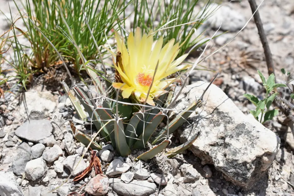 Leuchtenbergia principis Hook.