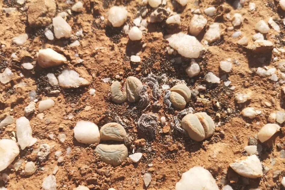Lithops meyeri L. Bolus
