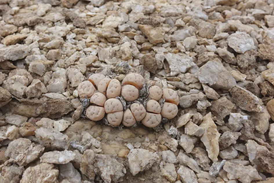 Lithops ruschiorum (Dinter & Schwantes) N.E.Br.