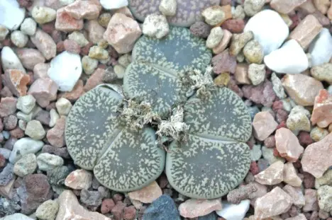 Lithops lesliei (N.E. Br.) N.E. Br. Lithops lesliei (N.E. Br.) N.E. Br.