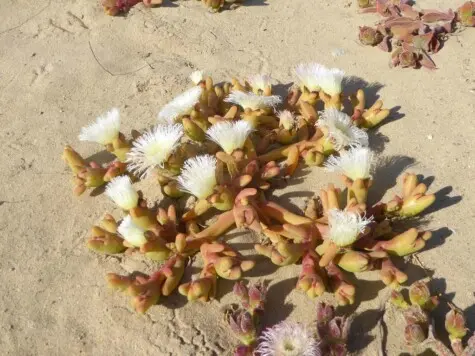 Mesembryanthemum hypertrophicum Dinter