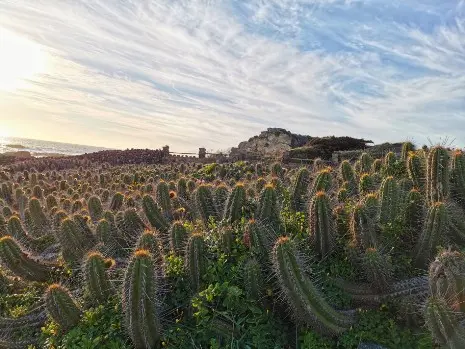 Cactus in Cile - Foto di Macarena Moraga su Unsplash