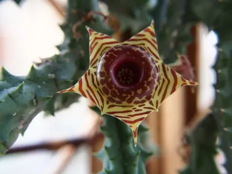 Huernia zebrina N.E.Br.