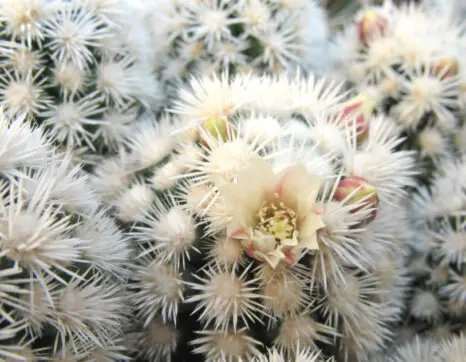 Mammillaria gracilis ‘Arizona Snowcap’